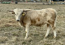 Dream time 24 bull