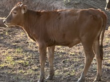 M7 Irish Patty