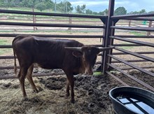 HL Rio's Altha x DCR Roman's Jest (H)