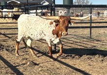 HR REBS ROSE 🇺🇸