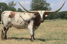 HR Rebel Remembrance