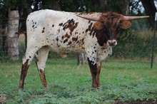 Heifer 221