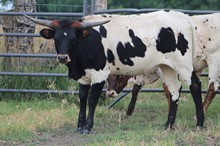 Heifer 321