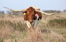Brazos Rose Rockette