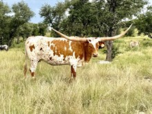 WL CHARRO'S HARMONY