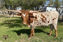 WL REBEL'S PAINTED DREAM