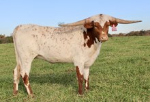 WL DAZZLE ME DARLING 