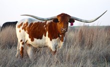 Brazos Rose Rockette