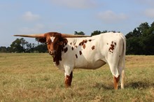 Brazos Tinka 120/23