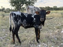 BCR ROSES ROSES x ENIGMA WL- 25