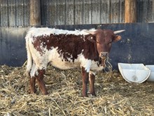 55 Rita Heifer