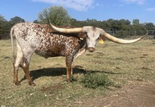 LCL's Concealed Lollipop