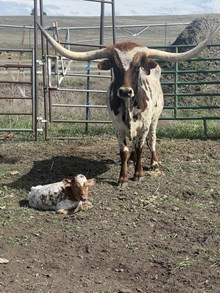 Cowboy Casanova X Concealed Blade 25 Bull