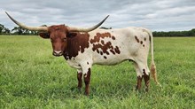GYPSY'S REBEL SAGE TK