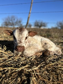 TEXANA TINSEL X REBEL HR - TAG 3254