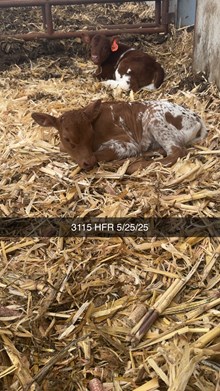 HR REBEL BANG x BR CRACKER JACK  - TAG 3115