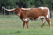 DH Dixie 31/3