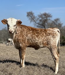 Jammin Tex x WS Sade