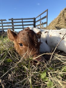 BC Heifer Rio Sister
