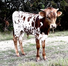 NRR Wild Rebel
