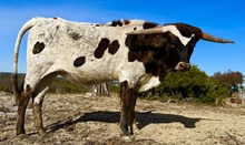 NRR Rocking on Sunshine