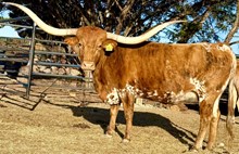 RJF Worth The Sass - Tag 802