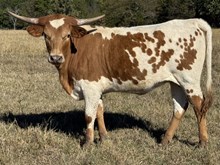 Fox Trot 24 Heifer