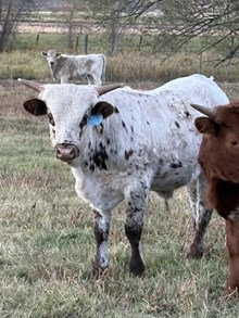 Tempter X Brindle Lady 25 Bull