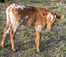 Reba's heifer calf