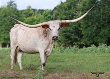 HR REBEL'S WILDFLOWER