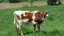 BULL CALF 8/15