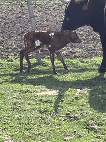 Cowboy Casanova X Diablos Gal 25 Bull