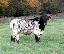 PACIFIC COWBOY 40 X RJF SNOWTIME TAG 440