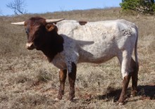 BG Pacific Cowgirl