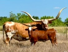 RAMBLIN TEMPTATION 04