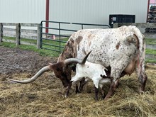 Minnie Pearl x Rim Rock Bull