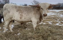 PCC Dust In The Wind