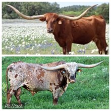 Tempter x Tari’s TD