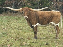 MN Concealed Hot Angel