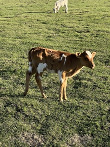 Pacific Pearl 23 Heifer