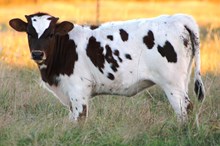 2016 Suzie Dee  Heifer