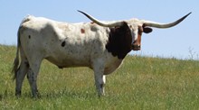 Tempting Steer