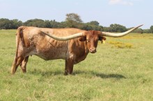 KDK CHARRO’S COWGIRL 852