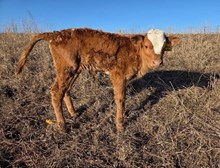 #2503  HR RESCUED x REBEL HR ET (H)