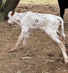 6CR SHEZ 2 CATTY