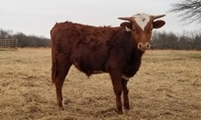 #2024 - Southern Amber x Rebel HR