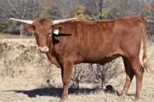 #2138 - HR Catch Me Tuff x Pacific Cowboy 40