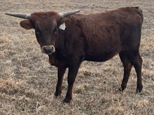 #2208 - HR Lucky Patriot x Pacific Cowboy 4 0