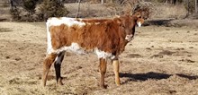 #2249 - LR Hot Stuff x Pacific Cowboy 40
