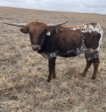 #2250 - RJF Sassie Lassie x Pacific Cowboy 40